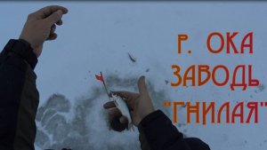 Река ОКА. Заводь «ГНИЛАЯ»