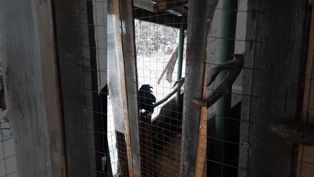 Ручной говорящий ворон смотреть онлайн