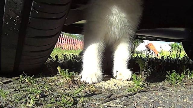 Кот Кефирчик