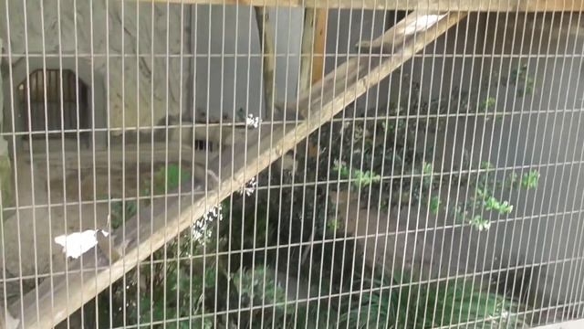おもちゃで遊ぶエルくん manul (Pallas cat) Манул смотреть онлайн