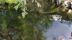 Сомы и караси плавают в прудике