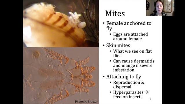 Hyperparasitism of 4 species of avian ectoparasitic hippoboscid flies by mites on Vancouver Island смотреть онлайн