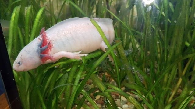 Сезон икры открыт)