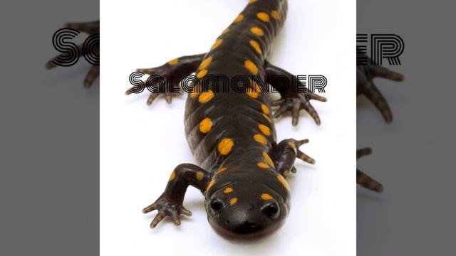 Salamander смотреть онлайн