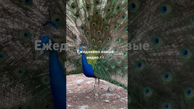 Нет ничего удивительнее того, что создает природа 🖤 #travel #animals #birds #peacock #павлин смотреть онлайн