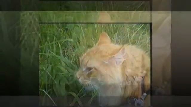 кот и птичка смотреть онлайн