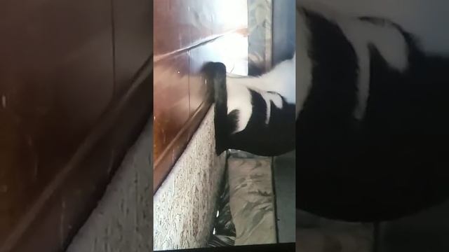 как надо приманить кота смотреть онлайн