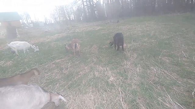 Приехал ветврач. Цыплята вылупляются как из пулемета. смотреть онлайн