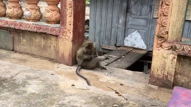 Amazing Monkey Mating And Meeting Tourist At Natural Place (1)
