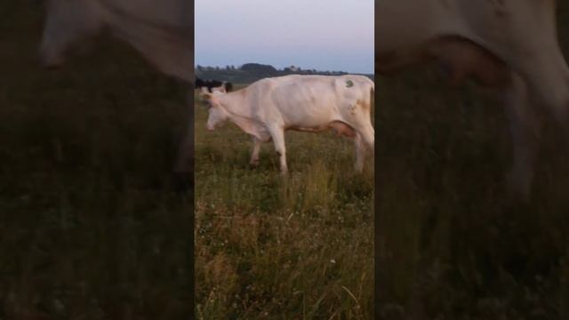 Коровы мука смотреть онлайн