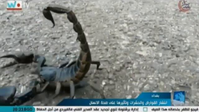 شاهد.. ظهور العقرب "القزم" في محافظة ديالى.. смотреть онлайн