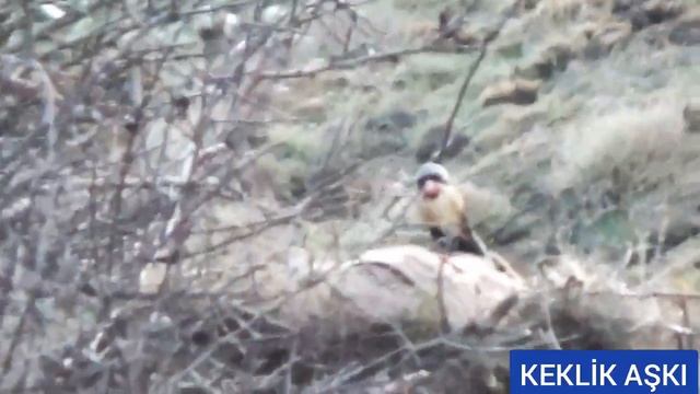 Keklik Ve Kurt Sesi Müthiş video / Petek_135_ Chakor куропатка Partridge Rebhuhn مطاردة الحجل 松鸡的声音 смотреть онлайн