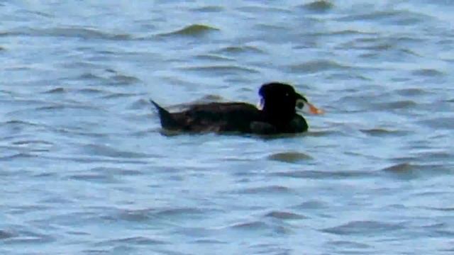 Surf Scoter (Melanitta perspicillata) Sitting on the Water - Oakland, Alameda County, California смотреть онлайн