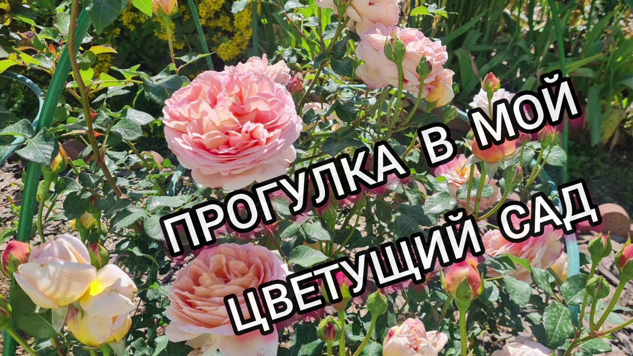 Прогулка по моему цветущему саду!🌹💕 Слайд- шоу, сезон 2023-24г. #цветущийсад смотреть онлайн