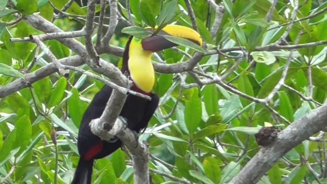 Black mandibled Toucan sited attracted by artificial sounds by Carlos G Arif Herekar смотреть онлайн