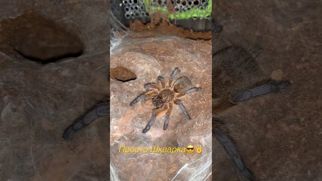 Harpactira pulchripes #harpactirapulchripes смотреть онлайн