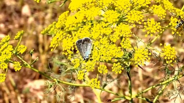 כחליל השברק Polyommatus icarus zelleri смотреть онлайн