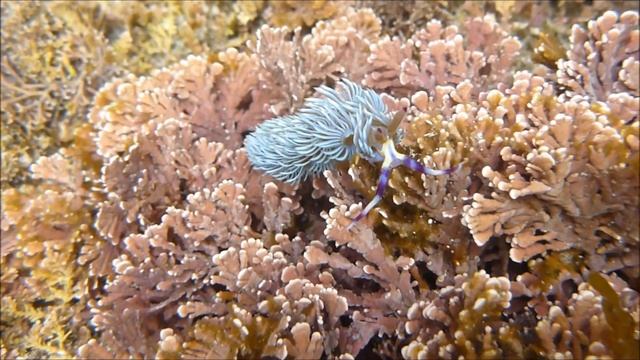 磯の動画図鑑　ムカデミノウミウシ смотреть онлайн