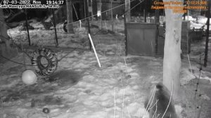 Мансур проснулся и стал требовать кушать-пришел папа #Медведь#Мансур#Орешково#МедведьМансур