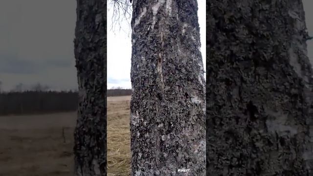 Берёзовый сок смотреть онлайн