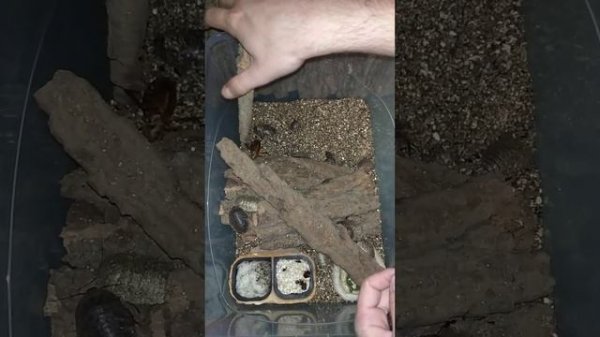 Будущее нашей колонии. Таракан архимандрит (Archimandrita tessellata).