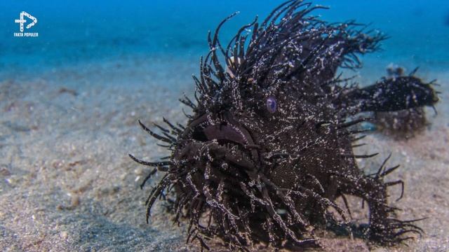 NAMPAK DENGAN JELAS! Sosok Makhluk Raksasa Misterius, Apakah Ini Penguasa Lautan..!? смотреть онлайн