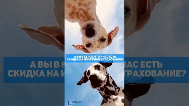 Ипотечное страхование #страхование #мем #ипотека #юмор #собака смотреть онлайн