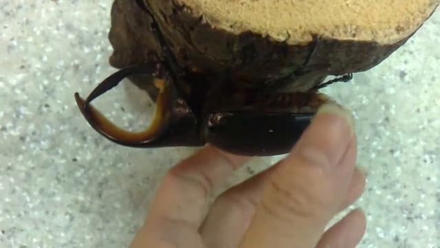 Dynastes satanas (origin :Bolivia) смотреть онлайн