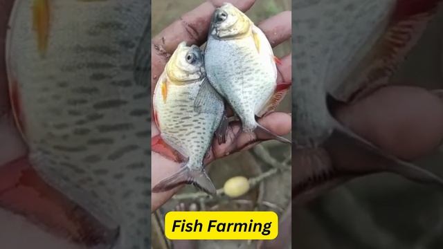 #short 3 Catfish Farming | Good Quality Seed For survival & Sustainable смотреть онлайн