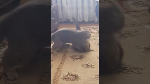 Кошачьи игры смотреть онлайн