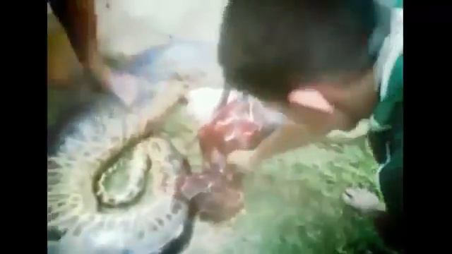 Most Amazing Wild Animals Attacks 39 Biggest Giant Anaconda Attacks TOp Craziest Animal Fights смотреть онлайн