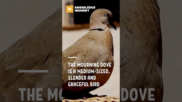 Most Amazing Facts about Mourning Dove #shorts смотреть онлайн