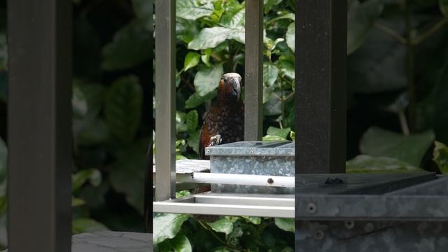 A pick-pocketing parrot?! 🙈 смотреть онлайн