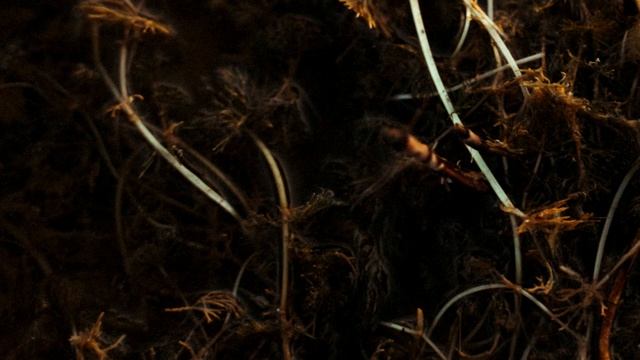 Theme and improvisation for guitar in f-moll | Horror Ambient Guitar смотреть онлайн