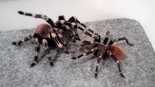 Nhandu chromatus Mating смотреть онлайн