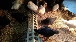 Ферментационная подстилка для цыплят