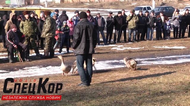 У Вирах пройшов чемпіонський гусячий поєдинок + ВІДЕО смотреть онлайн