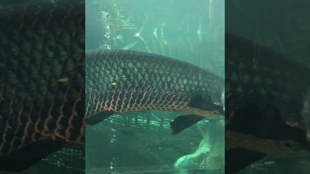 Big as Human Giant Arapaima Fish #SHORTS смотреть онлайн