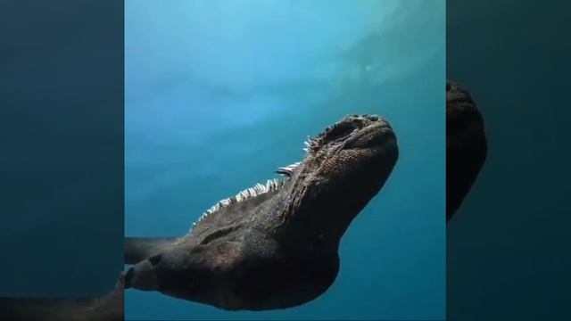 Mini Godzilla, only in Galapagos ❤🦖#godzilla#dangerous#ocean#sea#subscribe for more😯😱🤯 смотреть онлайн