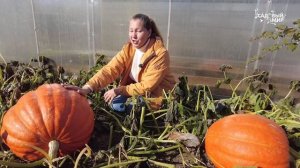 КАК ВЫРАСТИТЬ  БОЛЬШУЮ ТЫКВУ - ТАКИХ ВЫ НЕ КУПИТЕ В МАГАЗИНЕ . КОГДА ПРИЩИПЫВАТЬ ТЫКВУ.