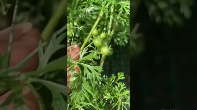 CILANTRO DIY 🥬 How to Grow at home 🥬 SEED to HARVEST 🥬 #shorts смотреть онлайн
