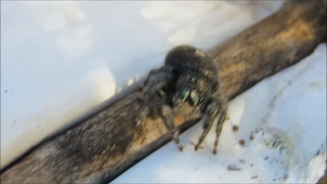 Daring Jumping Spiders смотреть онлайн