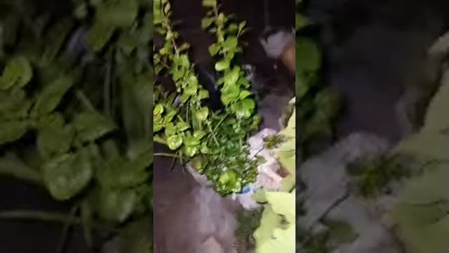 Rita ji Daily Life is live! смотреть онлайн