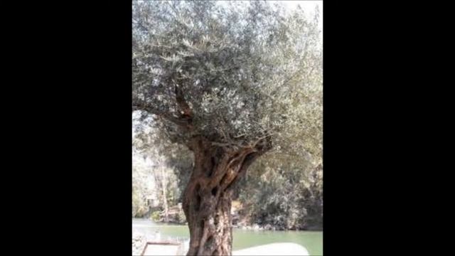 Santiago Luna- El arbol y El Milagro смотреть онлайн
