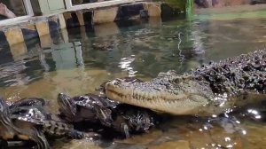 17 июня – Всемирный день крокодила🐊