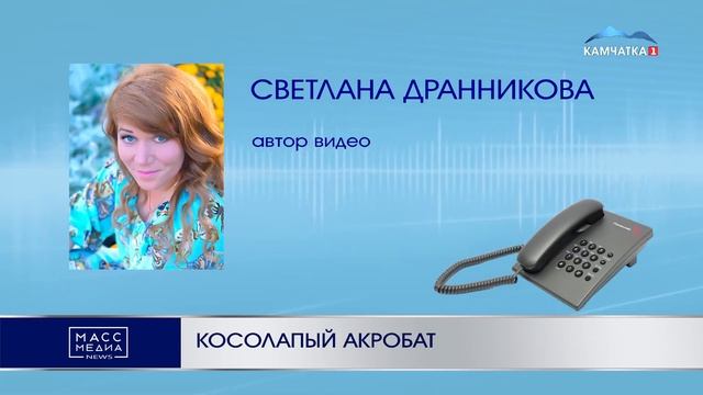 КОСОЛАПЫЙ АКРОБАТ | Новости Камчатки | Масс Медиа смотреть онлайн
