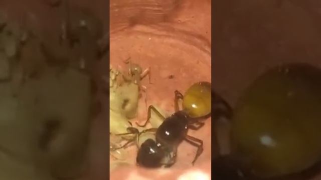 reina hormiga fedtschenkoi mini colonia смотреть онлайн