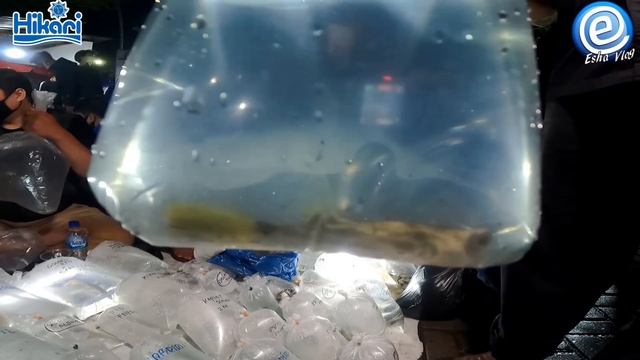 LAPAK IKAN PREDATOR DI PASAR IKAN HIAS JATINEGARA JAKARTA Part.3 смотреть онлайн