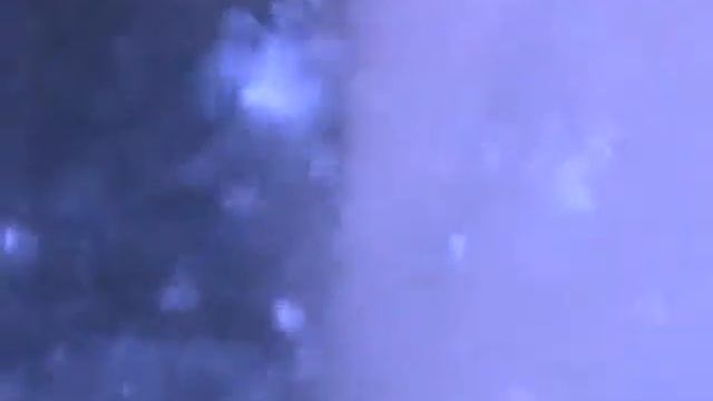 Lysmata boggessi смотреть онлайн