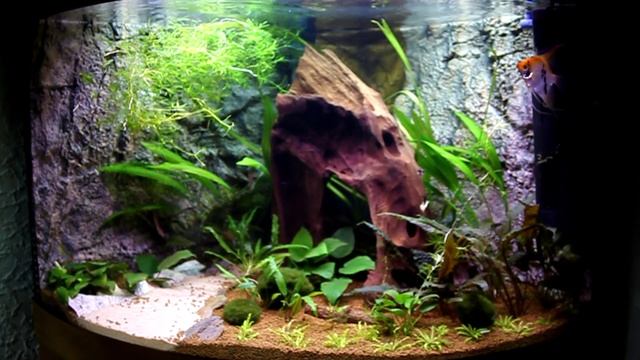 Juwel // Trigon 190 // Eckaquarium // 3 D Rückwand смотреть онлайн